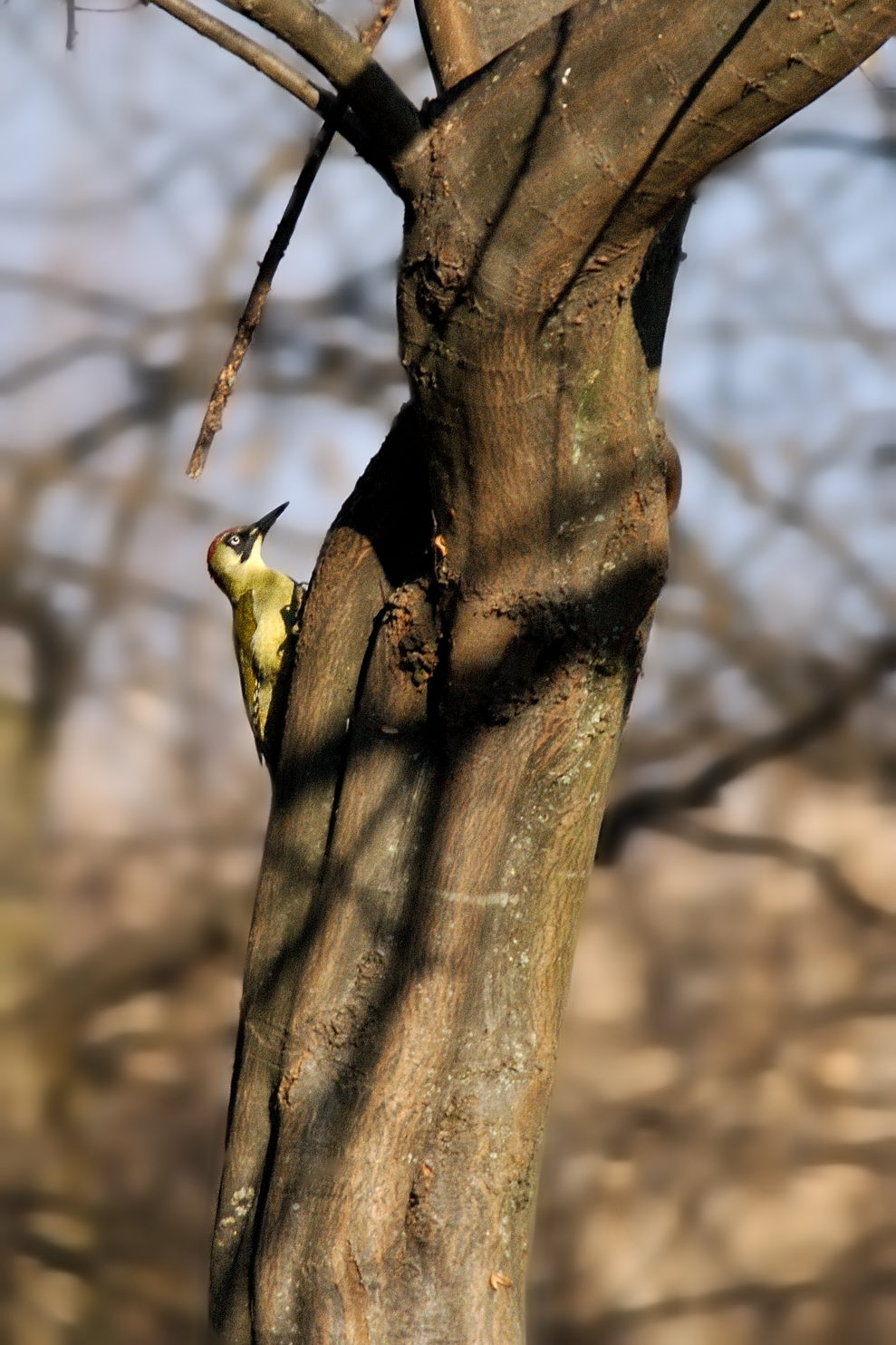 Picus viridis